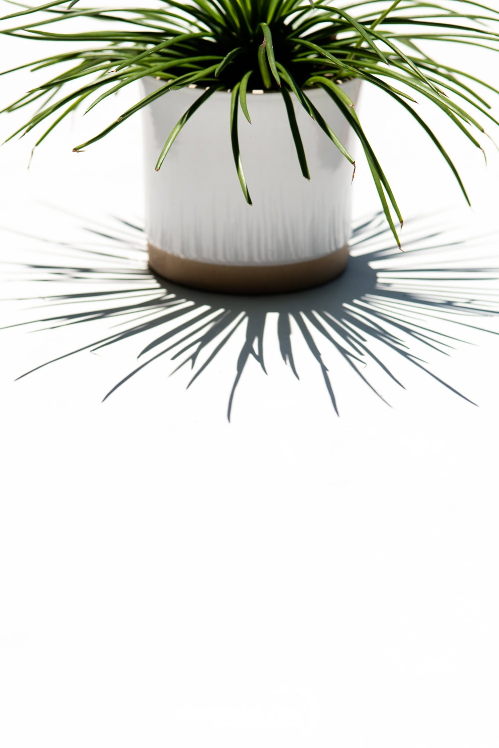 Potted green plant with sunburst shadow, minimalist commercial photography Dallas, Texas